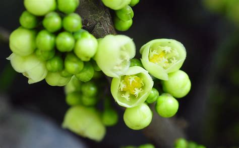 福木開花|福木Garcinia subelliptica藤黃科